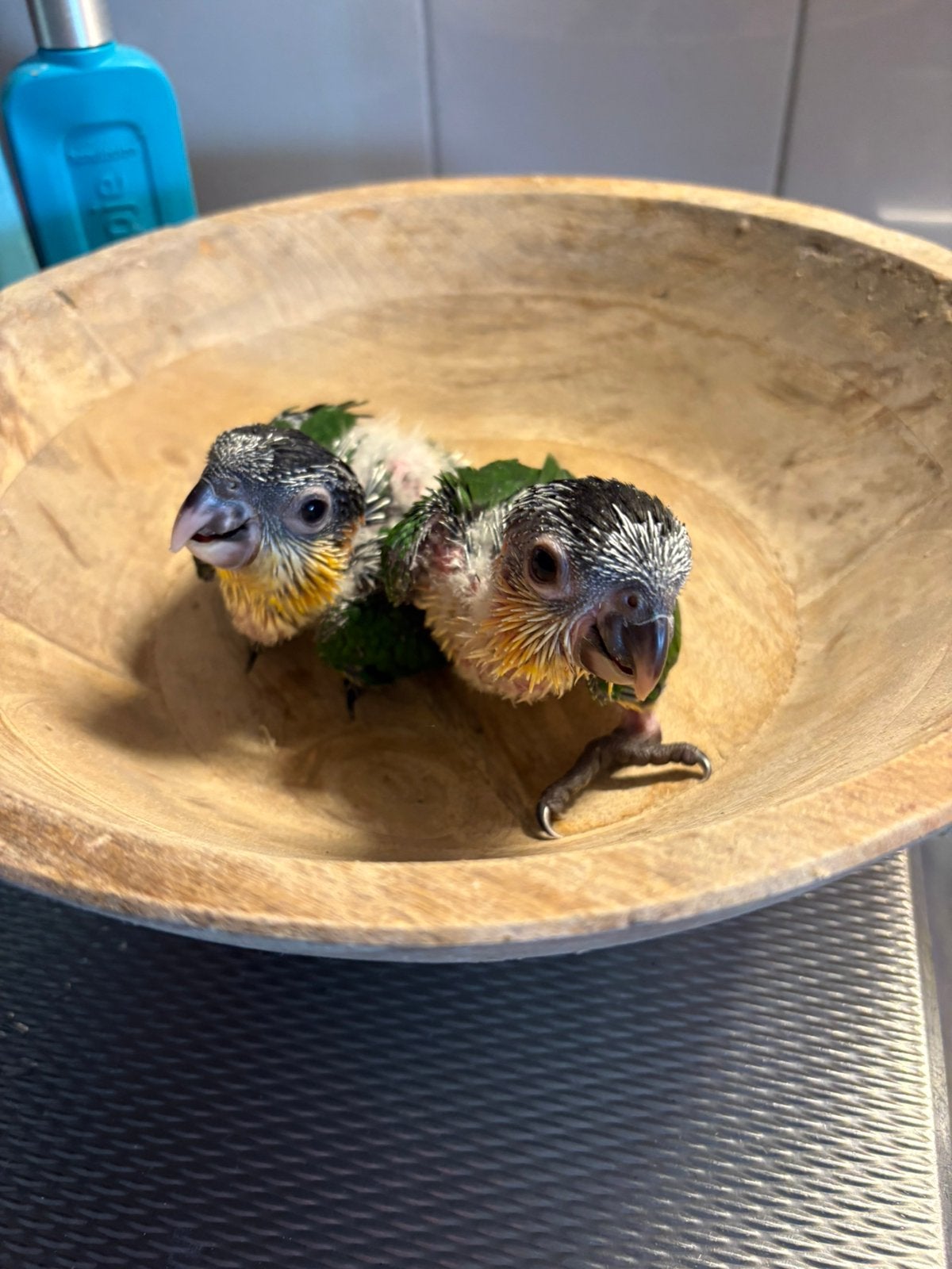 Zwartkop caique,s, Dieren en Toebehoren, Vogels | Parkieten en Papegaaien, Geslacht onbekend, Papegaai