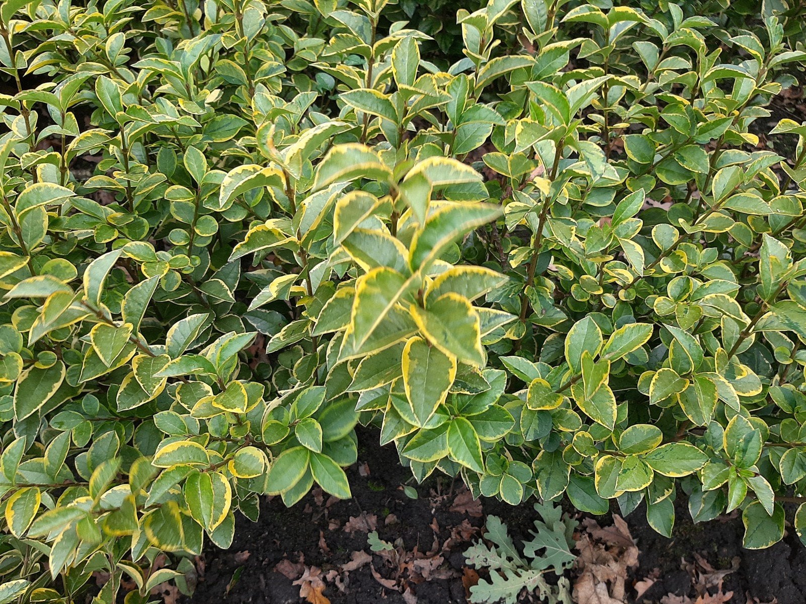 Bonte Liguster 'Olivarum' - Prachtige Haagplant, Ophalen, Liguster, Haag, 100 tot 250 cm