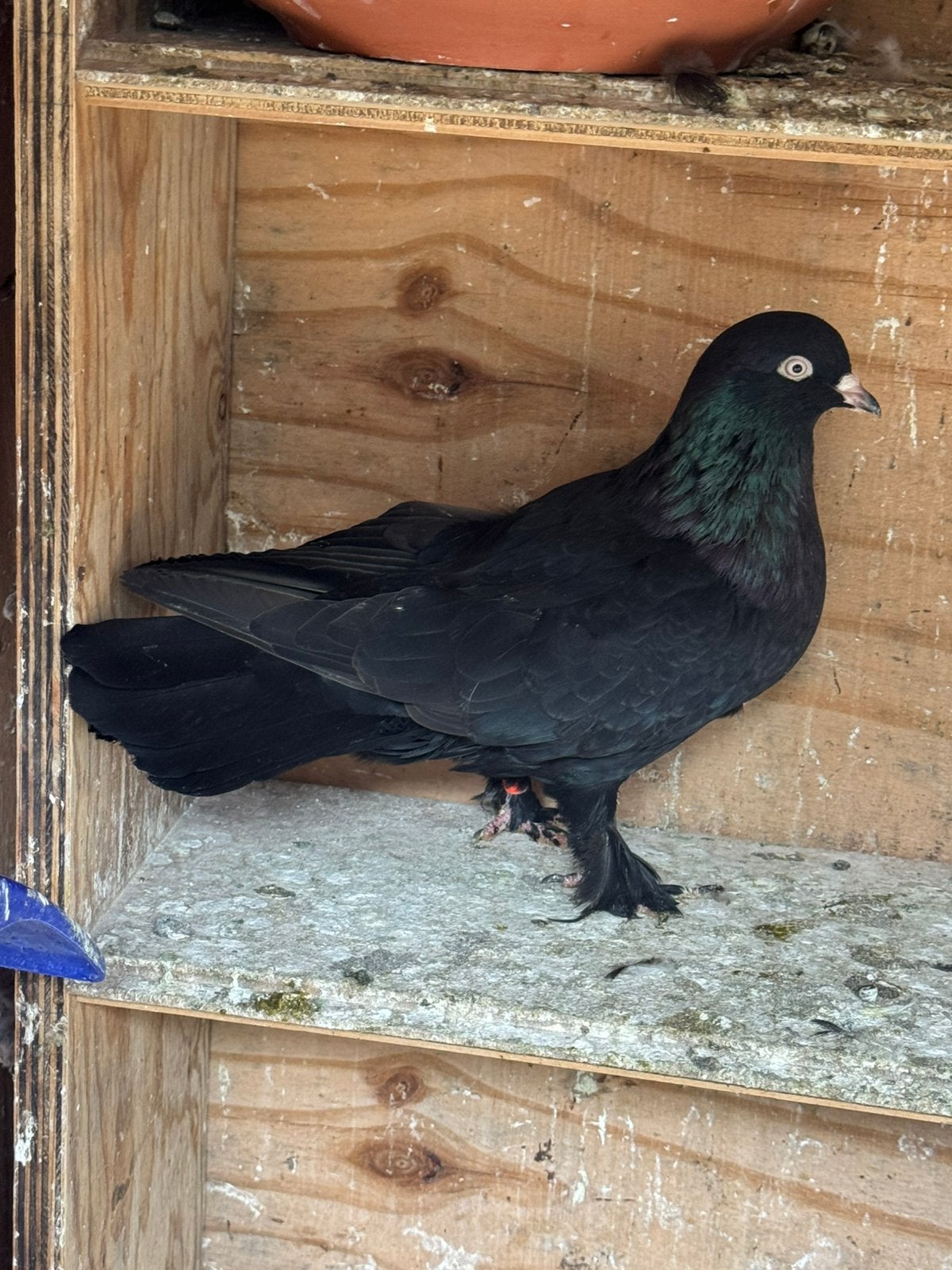 Kelebek duiven, Meerdere dieren, Postduif