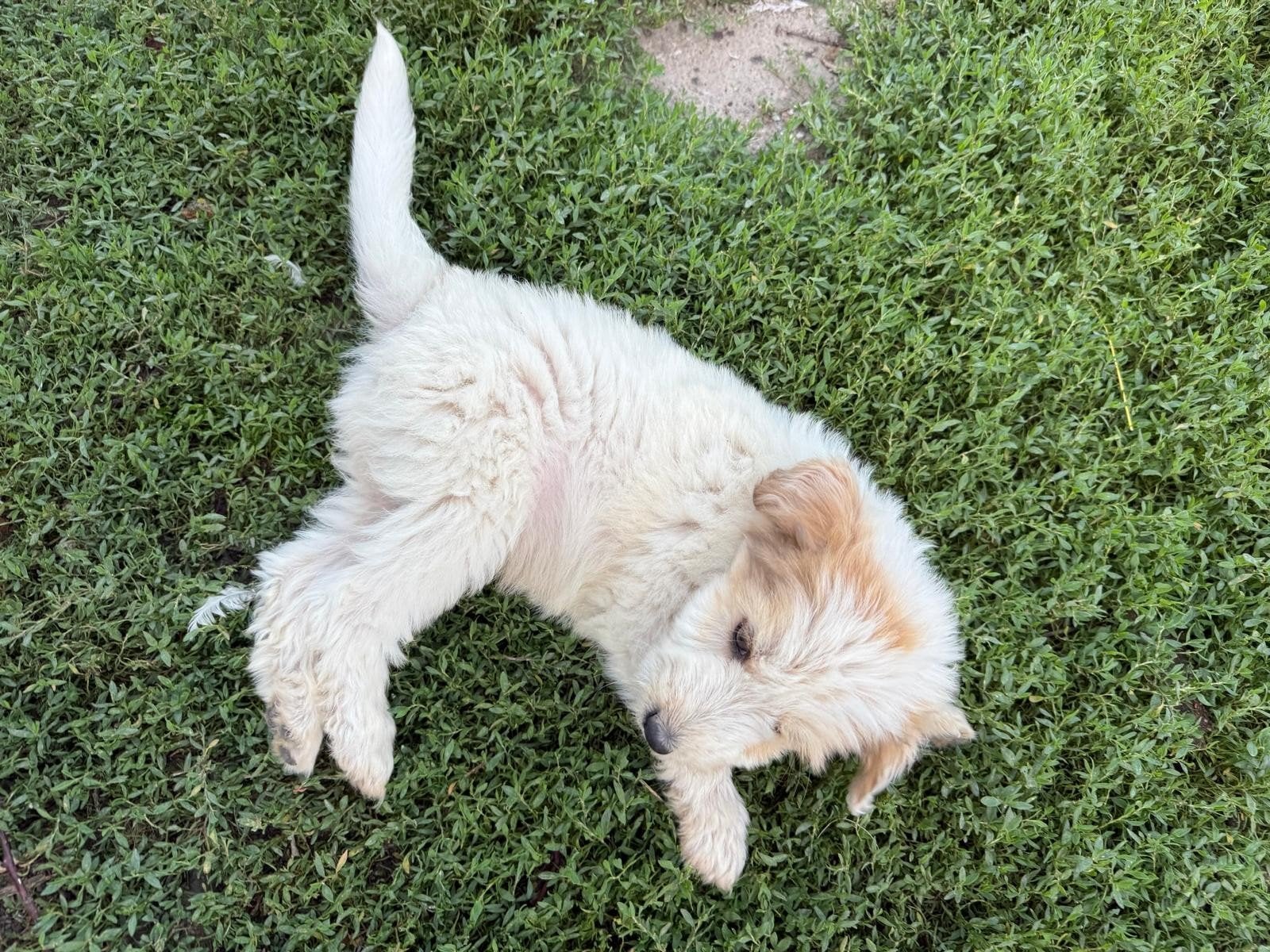 Puppy reu ter adoptie middelgroot, Dieren en Toebehoren, Particulier, 15 weken tot 1 jaar, Buitenland, Parvo