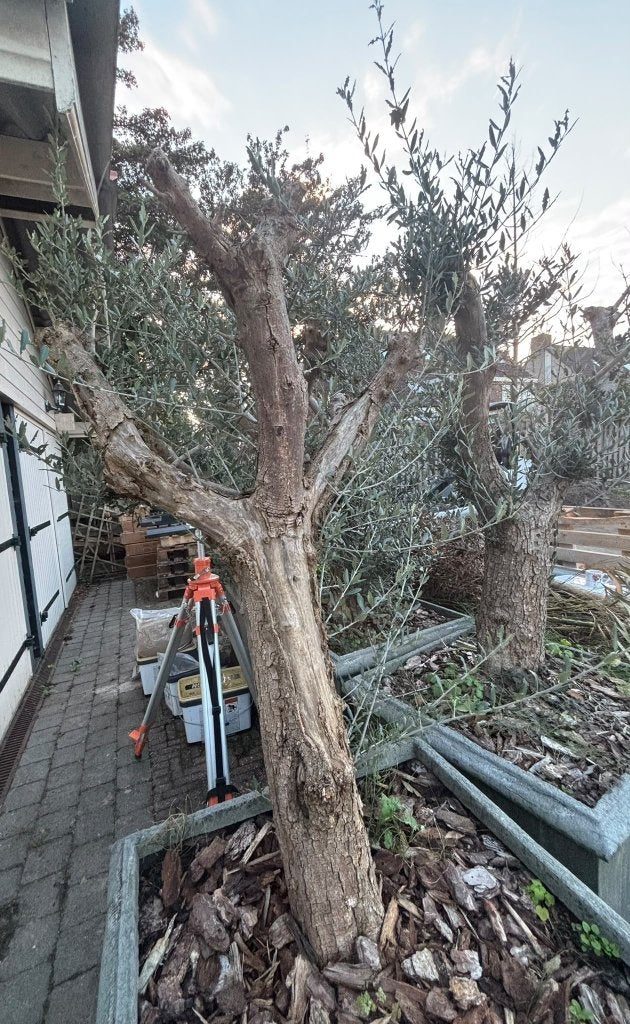4 grote olijfbomen in pot – 180-190 cm, 100 tot 250 cm, Olijfboom, Zomer, Ophalen