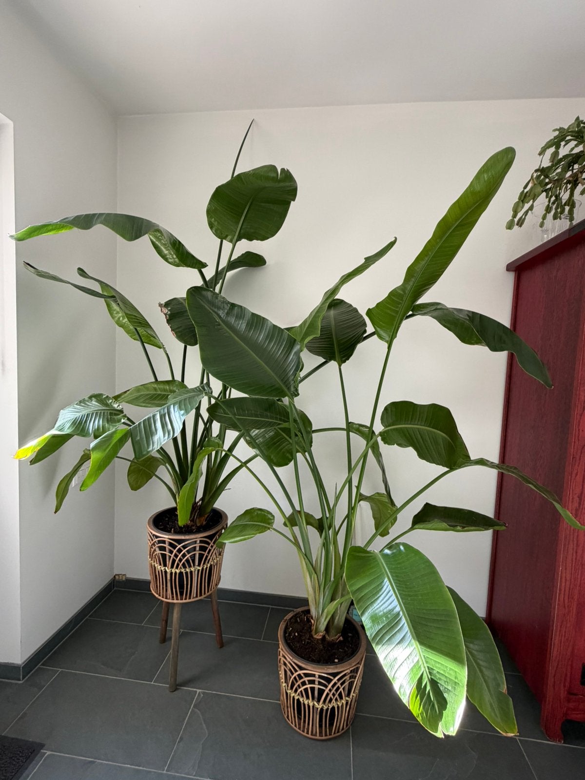 2 stuks Strelitzia Nicolai planten, Ophalen, 200 cm of meer, Overige soorten, Halfschaduw