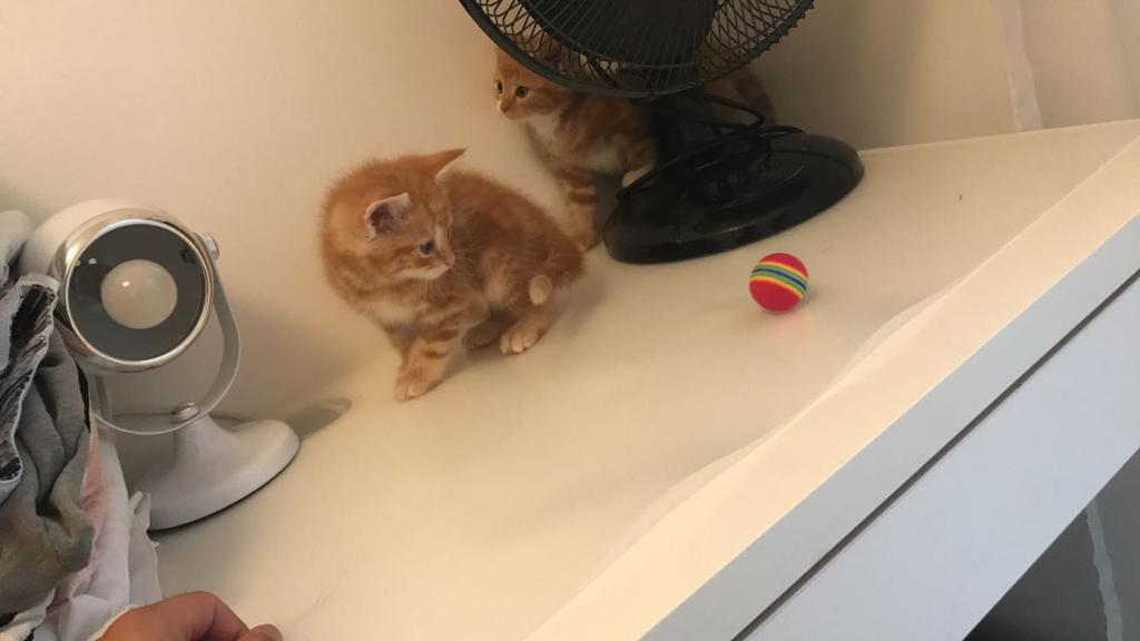 Kittens, Ophalen of Verzenden
