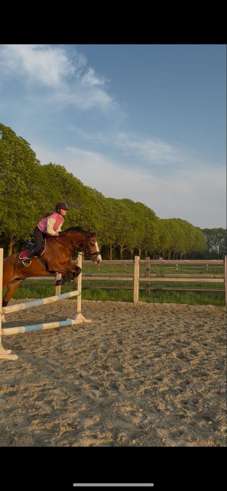 18 jarige E pony ruin en stevige jaarling merrie, Ruin, Minder dan 160 cm, Recreatiepaard, 0 tot 2 jaar