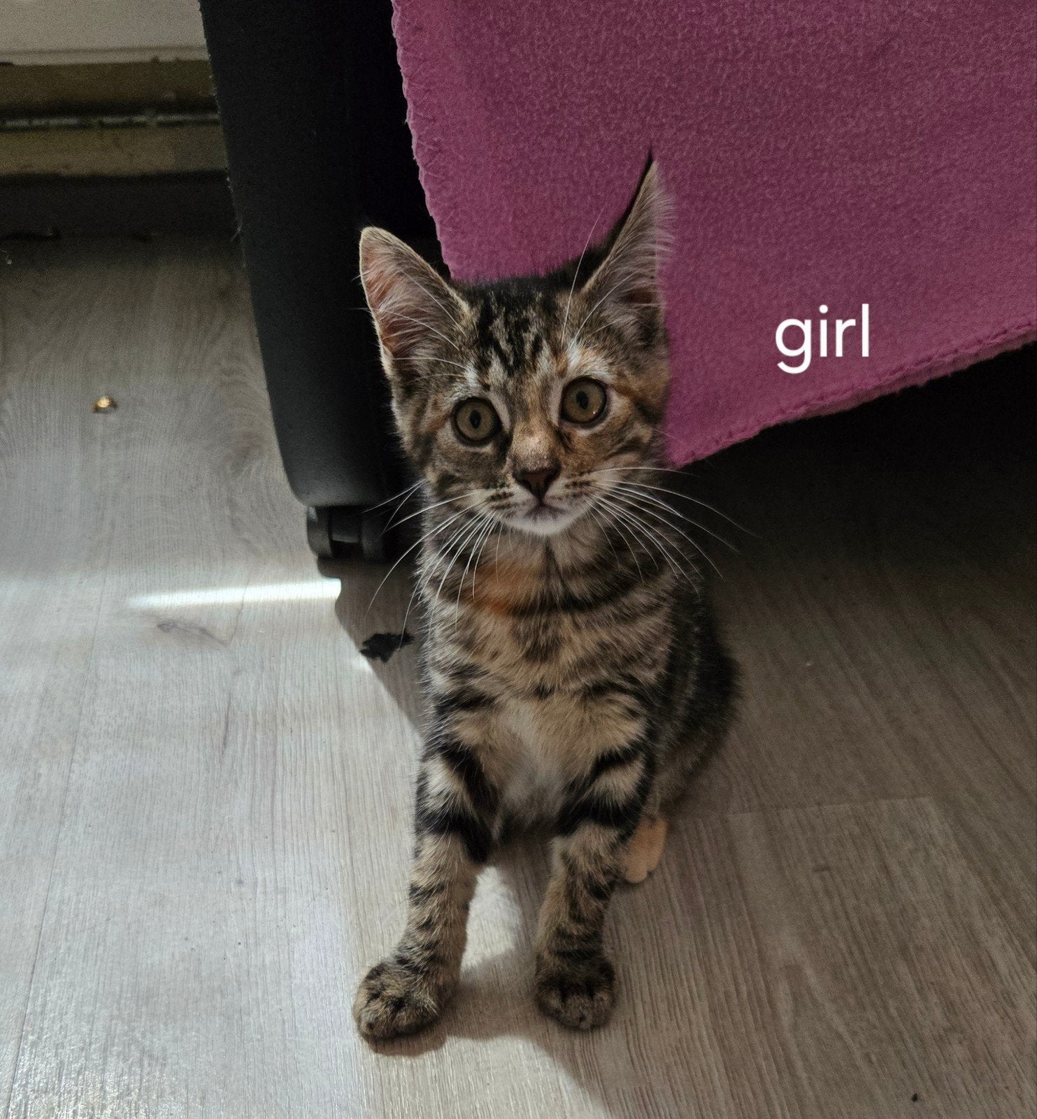 3 lieve kittens., Dieren en Toebehoren, Meerdere dieren, Ontwormd, 0 tot 2 jaar