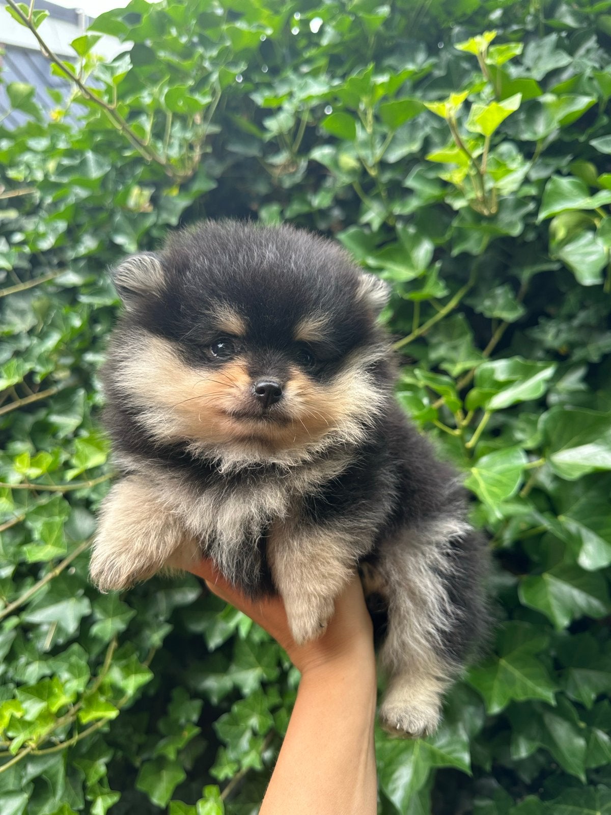 Pomeriaan pup black and tan pom -  kleine bear face pom, Dieren en Toebehoren, Honden | Poolhonden, Keeshonden en Oertypen, Reu