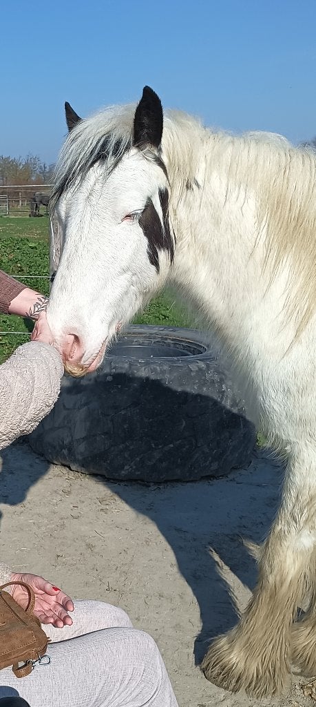Tinker ruin, 2 maanogen, 5 jaar 1,44 zadelmak, Dieren en Toebehoren, Pony's, Ruin, Zadelmak, D pony (1.37m tot 1.48m), Recreatiepony