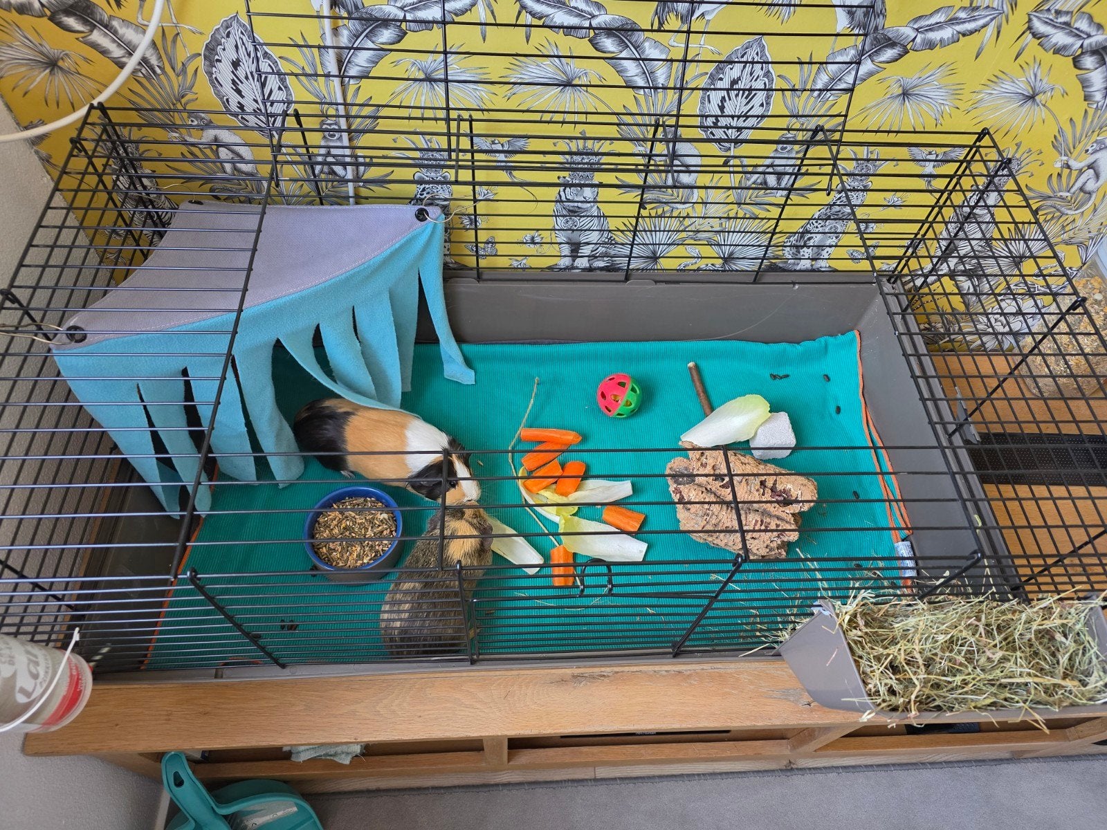 2 cavia's (los of met kooi en alle spullen), Dieren en Toebehoren, Knaagdieren, Cavia, Augustus, Vrouwelijk, Tam