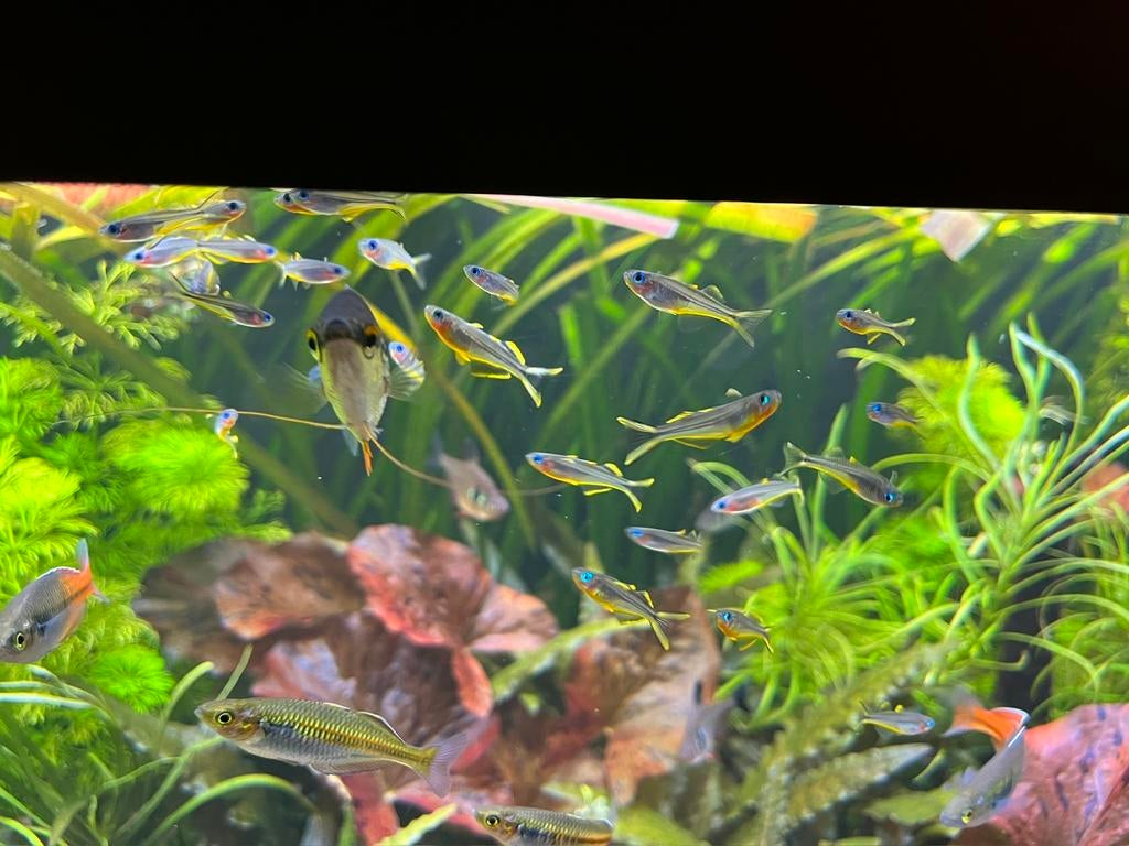 Pseudomugil Furcatus / vorkstaart regenboog, Dieren en Toebehoren, Vis, Zoetwatervis, Schoolvis