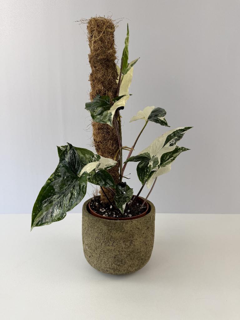 Syngonium Albo p12, Ophalen of Verzenden, Halfschaduw, Minder dan 100 cm