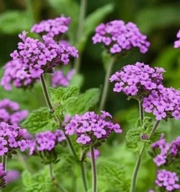 Verbena Bonariensis biologisch, Ophalen, Volle zon
