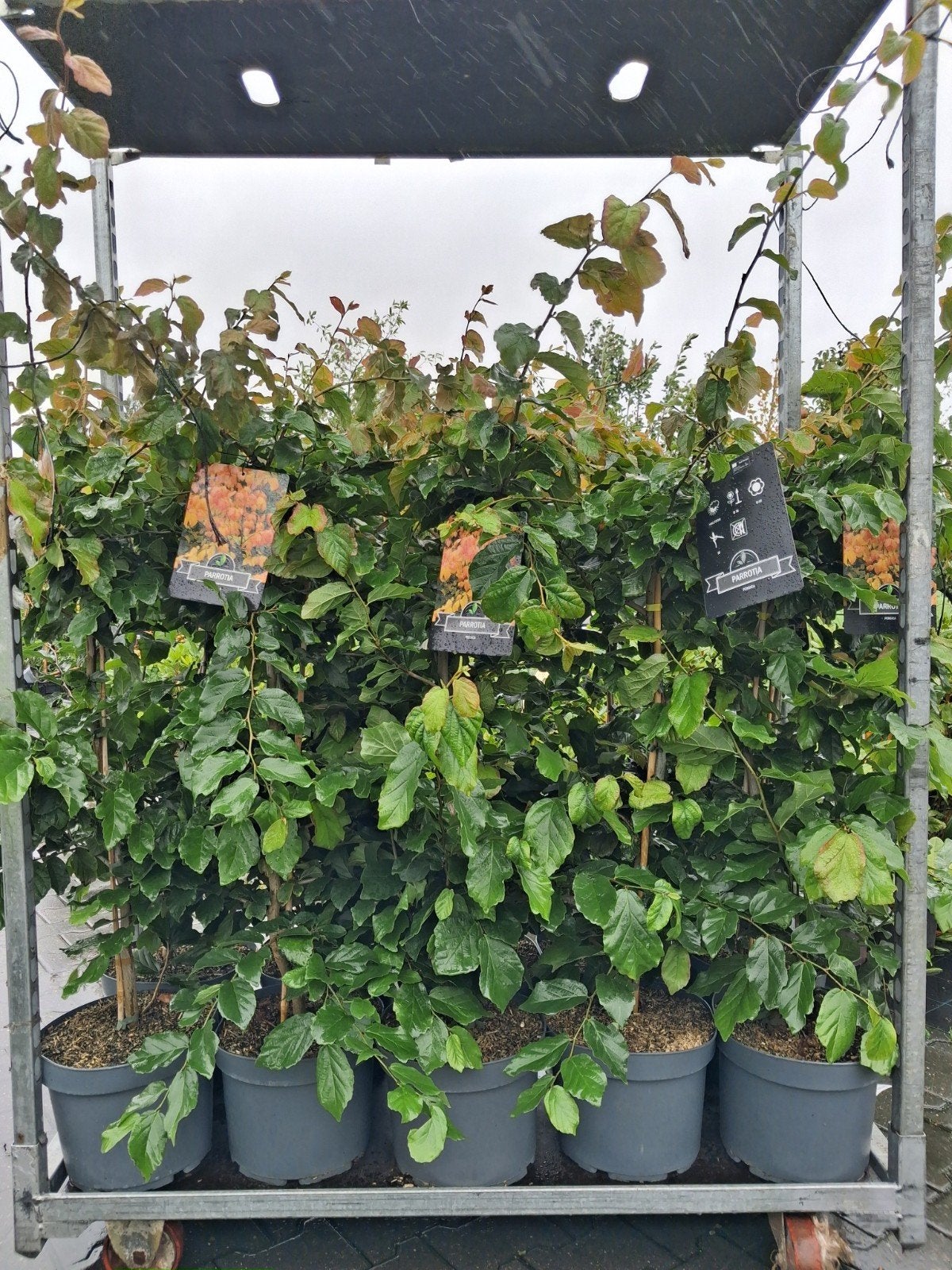Parrotia Persica - Perzisch IJzerhout 150 cm, Tuin en Terras, In pot, Halfschaduw, 100 tot 250 cm, Zomer