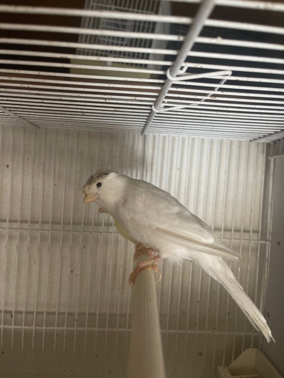 Witte kanare man, Dieren en Toebehoren, Vogels | Kanaries, Mannelijk, Kleurkanarie