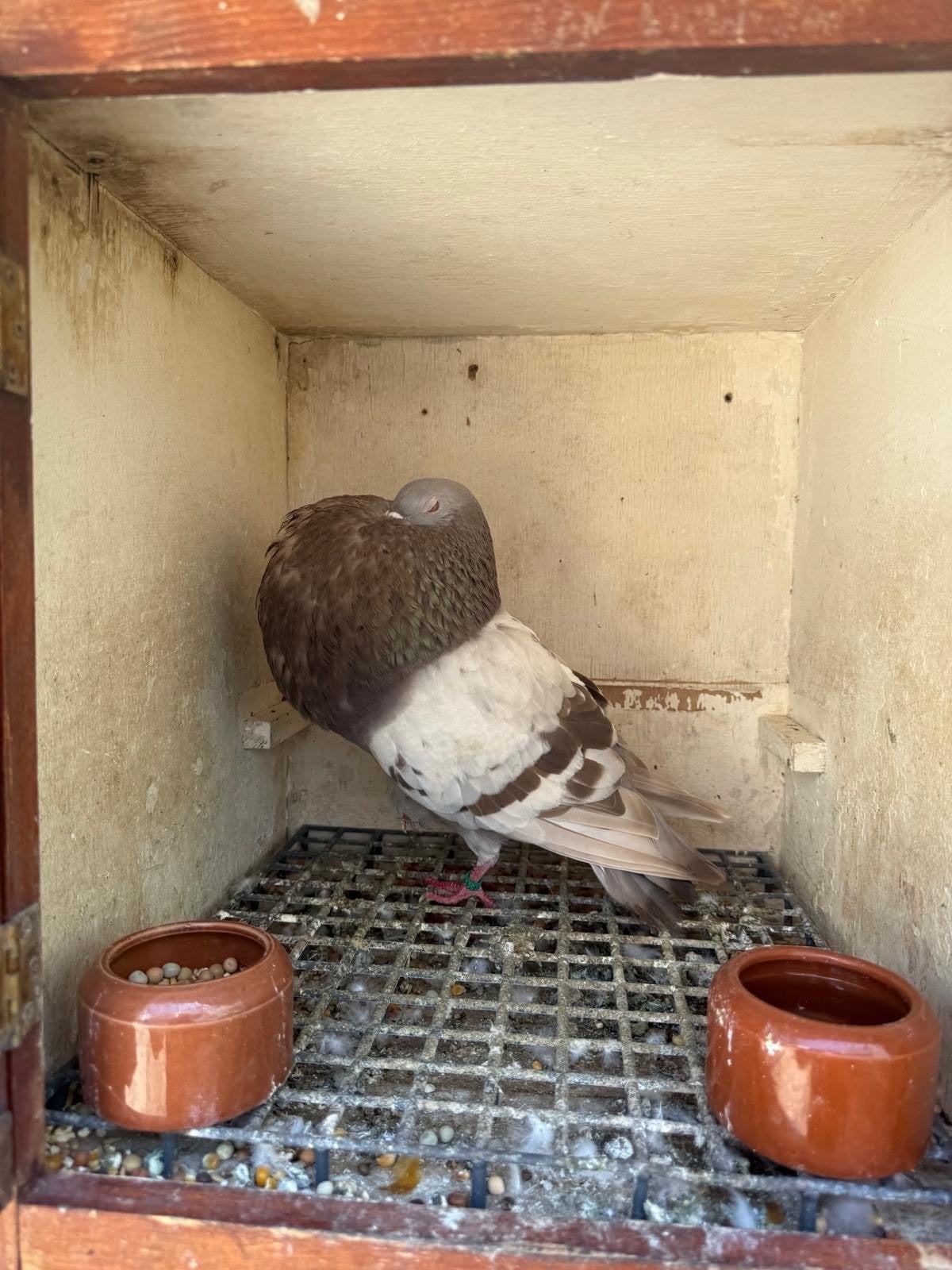 Gaditano, Dieren en Toebehoren, Vogels | Overige Vogels