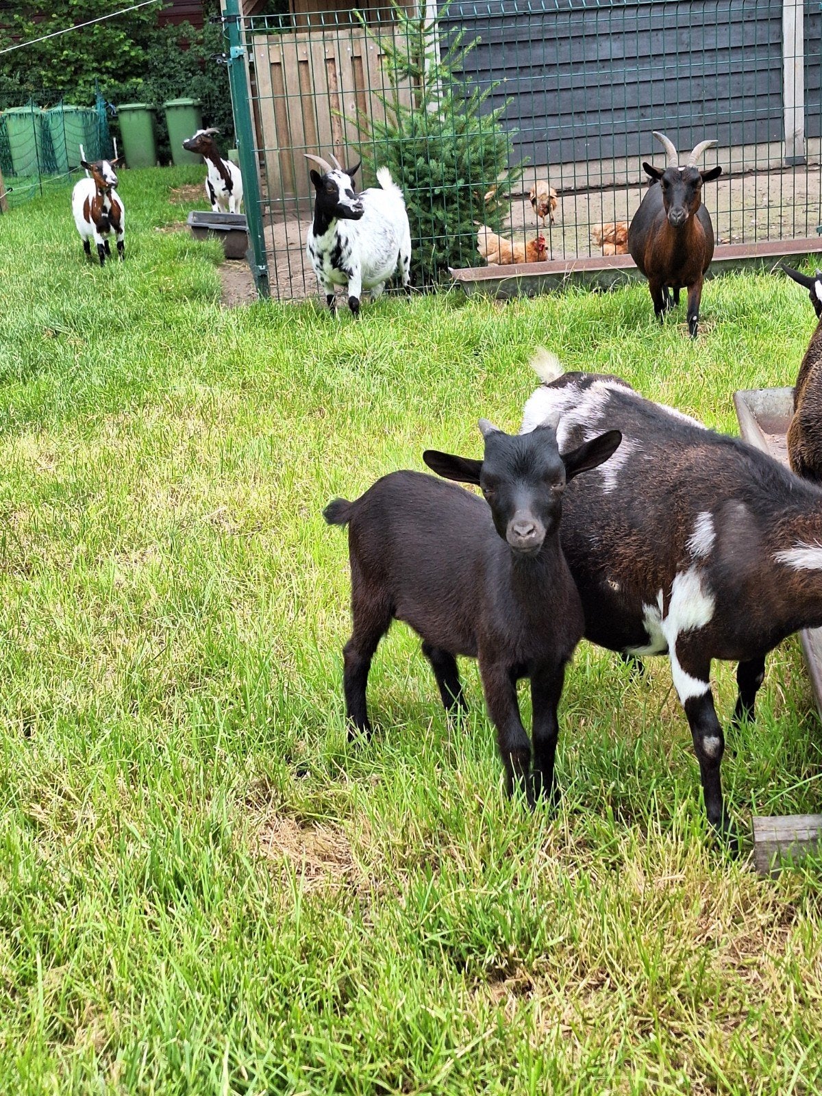 Dwerggeit, Dieren en Toebehoren