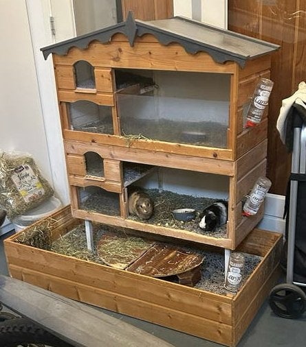 Twee lieve cavia’s (zeugjes) inclusief grote kooi, Dieren en Toebehoren, Mei, Vrouwelijk, Cavia