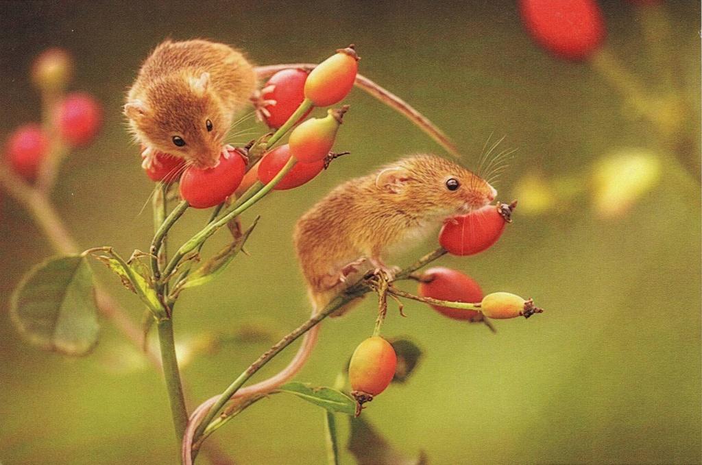 2 muizen zitten aan vruchten te knagen 55, Verzamelen, Ansichtkaarten | Dieren, Verzenden, 1980 tot heden, Ongelopen, Knaagdier
