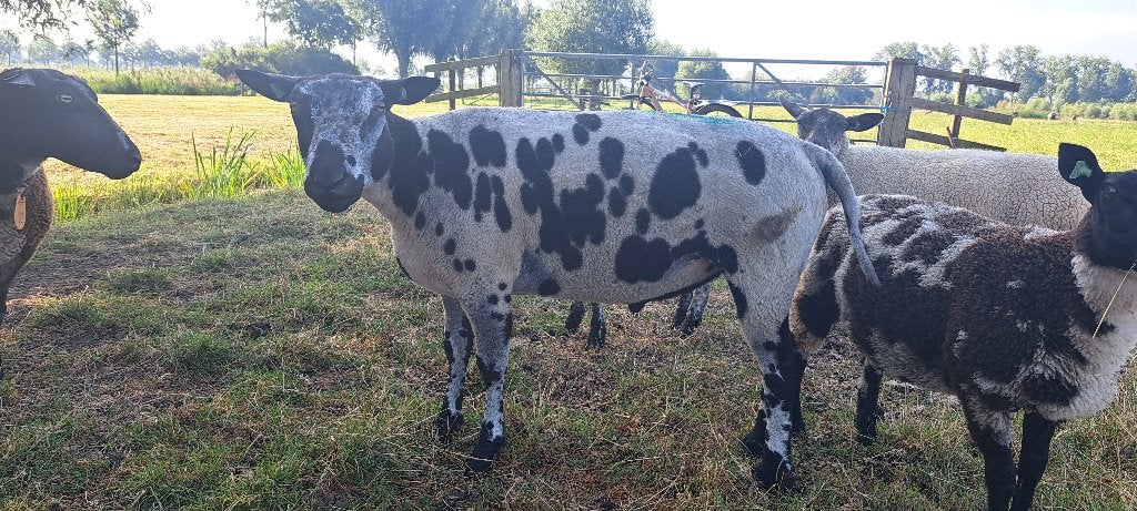 1 jarige ram te koop voor de slacht, Mannelijk, Schaap, 0 tot 2 jaar