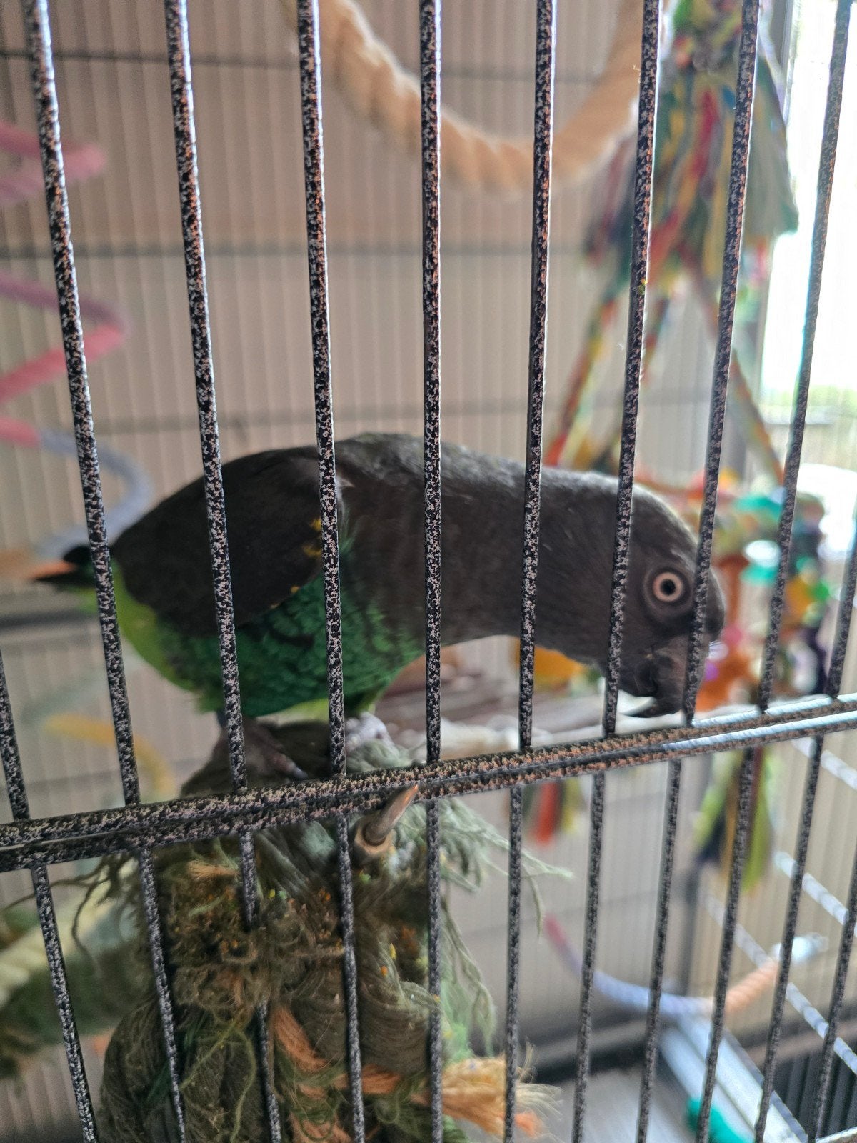 Meyer papegaai, Dieren en Toebehoren, Geslacht onbekend, Papegaai, Geringd