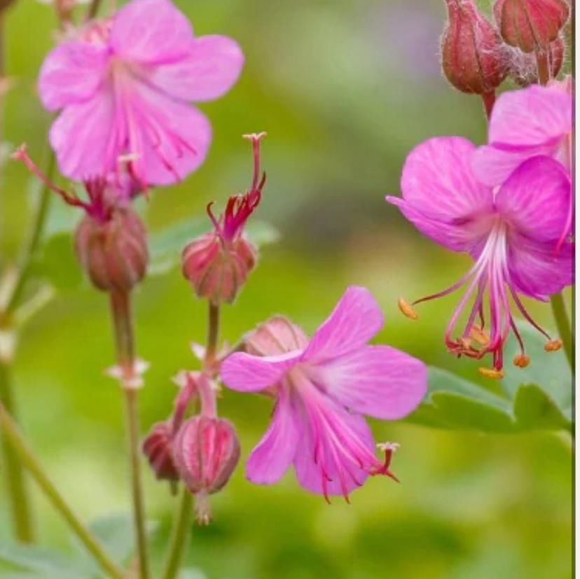 Ooievaarsbek geranium Macrorrhizum vaste bodembedekker, Ophalen, Halfschaduw