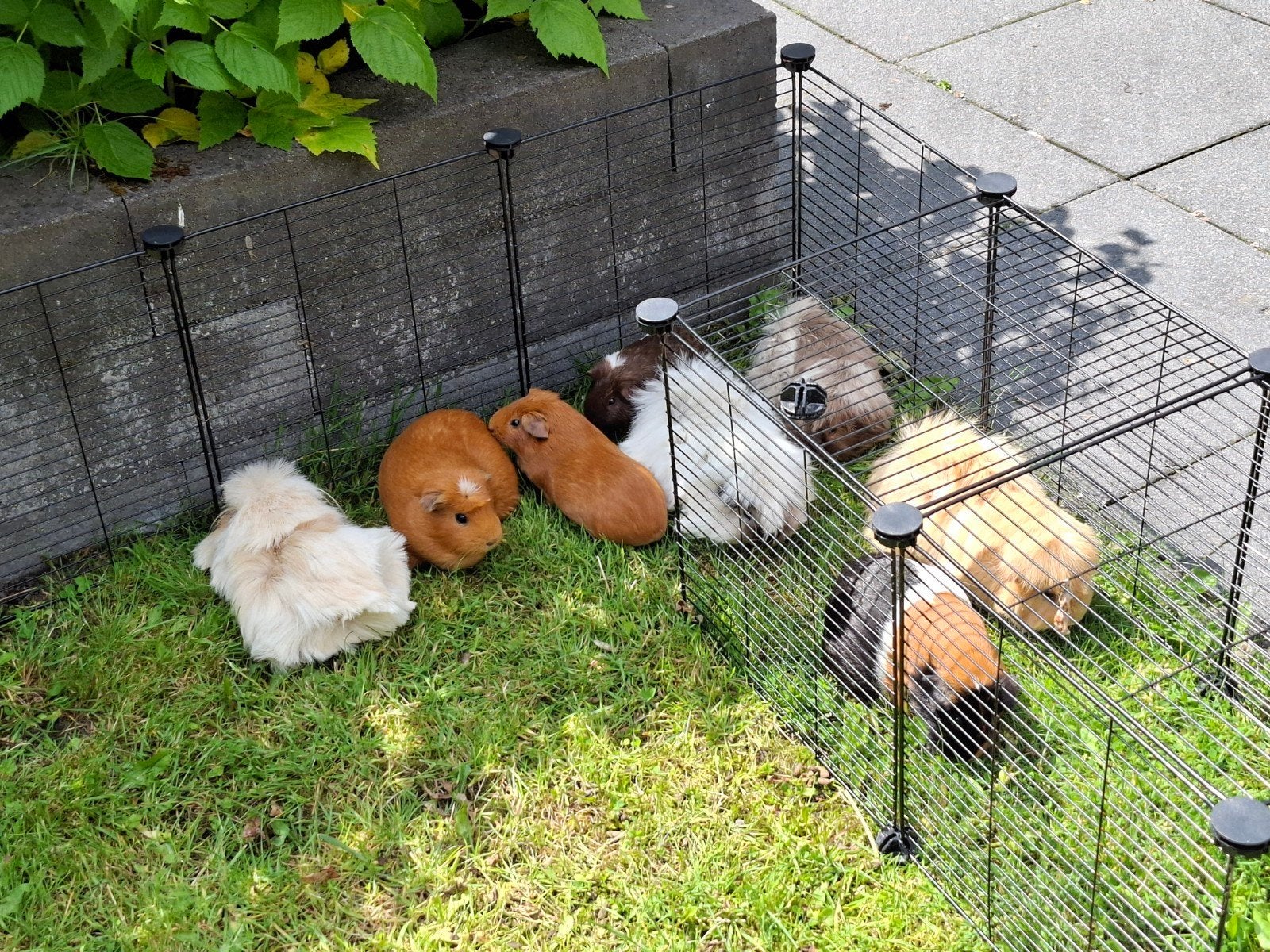 Aangeboden vakantieopvang knaagdieren, Januari, Meerdere dieren, Cavia