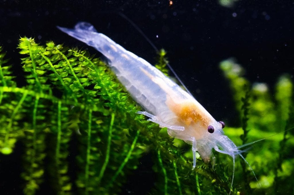 Spierwitte White Pearl "Snowball" garnalen, Kreeft, Krab of Garnaal, Zoetwatervis, Schoolvis