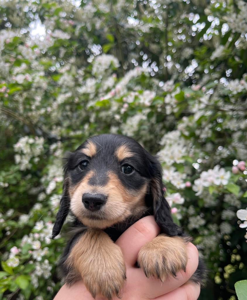 Mooie black creme kleurige teckel pups, Parvo, Reu, 8 tot 15 weken, Dwerg