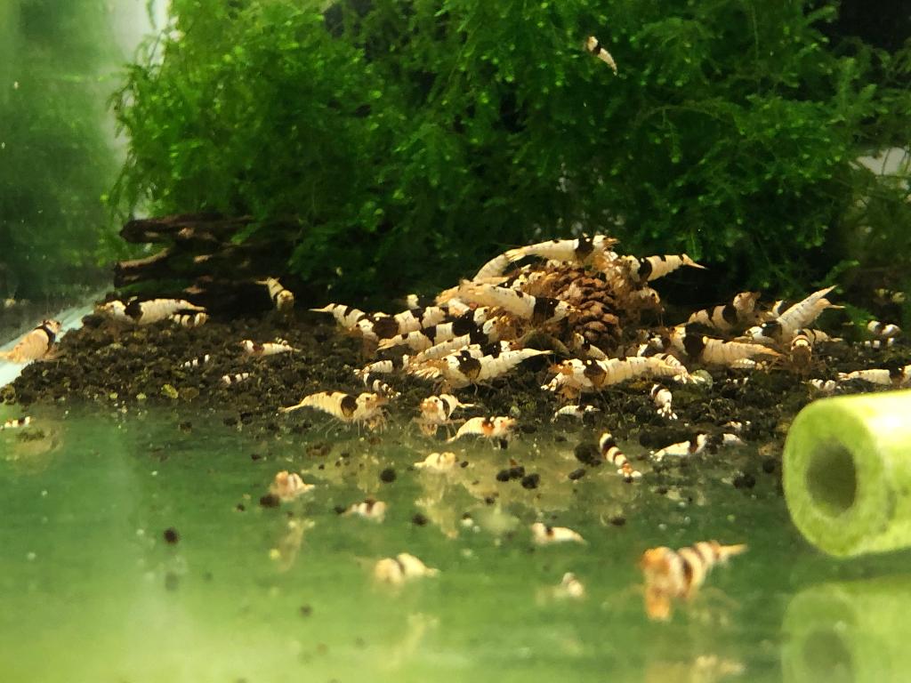 CRISTAL BLACK GARNALEN, Kreeft, Krab of Garnaal, Zoetwatervis, Schoolvis