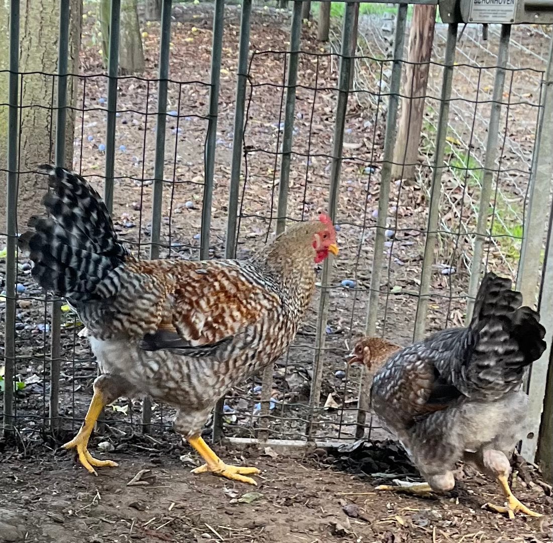 Bielefelder Kennhuhn hanen, Dieren en Toebehoren, Mannelijk, Kip