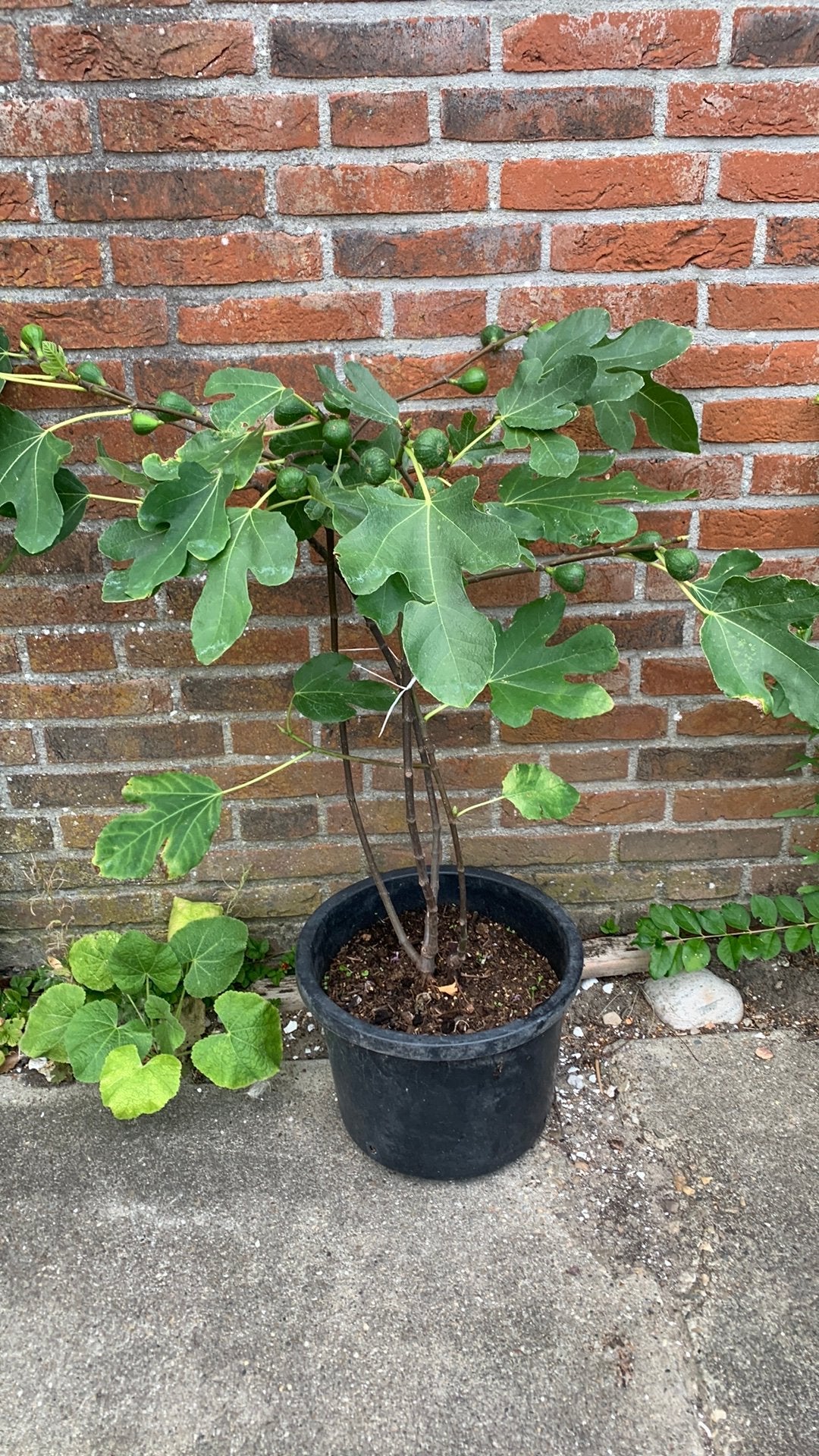 Te Koop Vijgenboompje met vruchten, Minder dan 100 cm, Overige soorten, In pot, Ophalen of Verzenden
