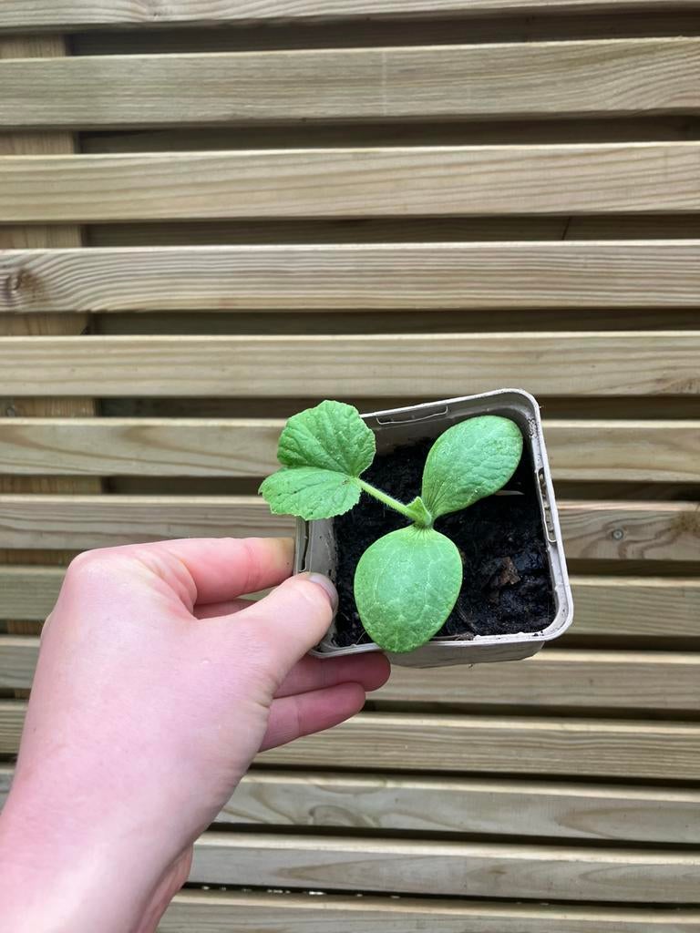 Bio pompoen planten ‘Uchiki Kuri’ moestuin, Ophalen, Eenjarig, Groenteplanten, Volle zon