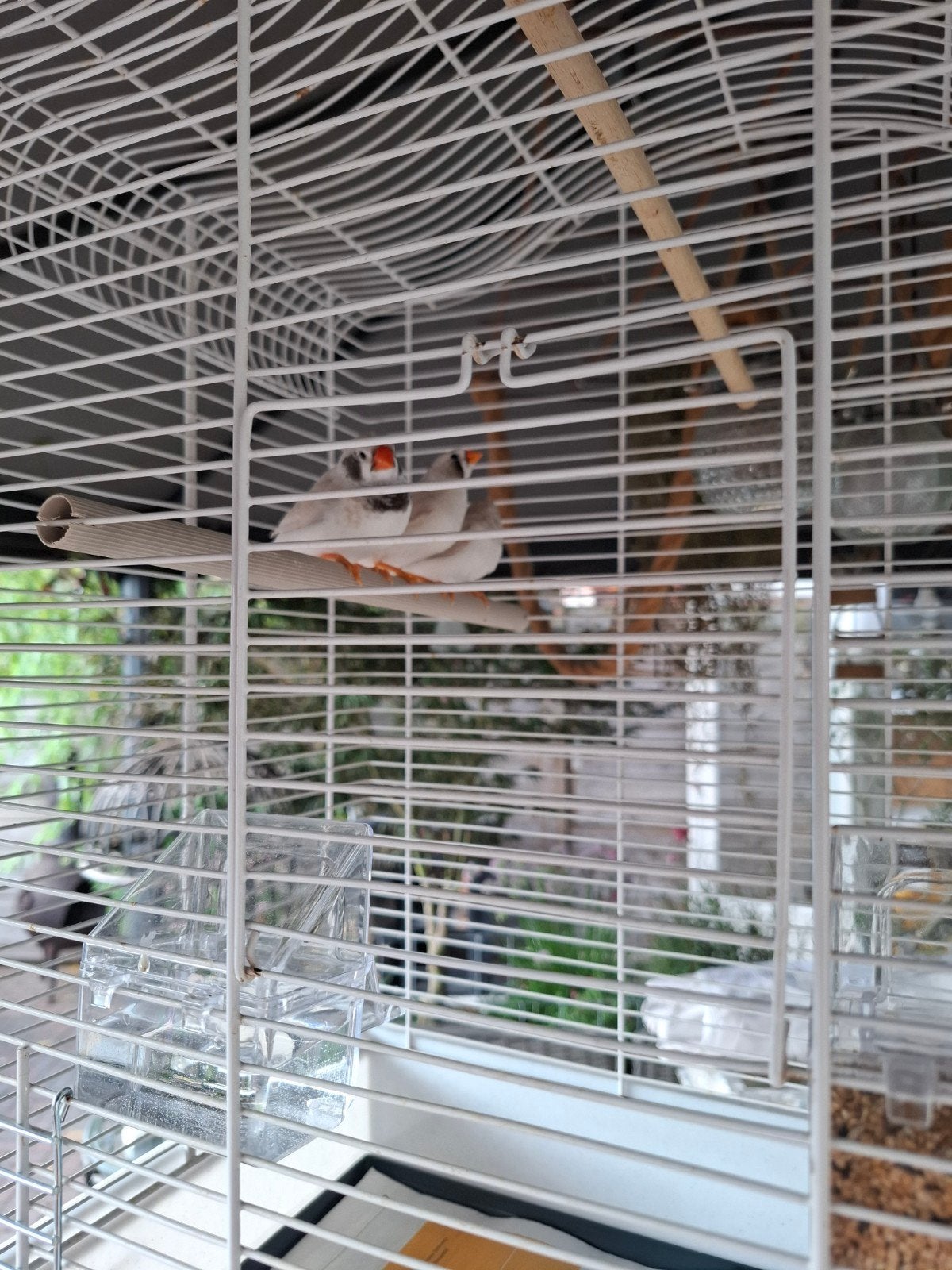 zebravinken, Meerdere dieren