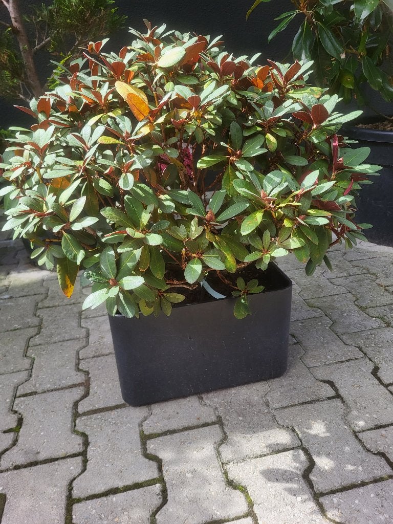 Rhododendron wine and roses in plantbak, In pot, Halfschaduw, Lente, Minder dan 100 cm