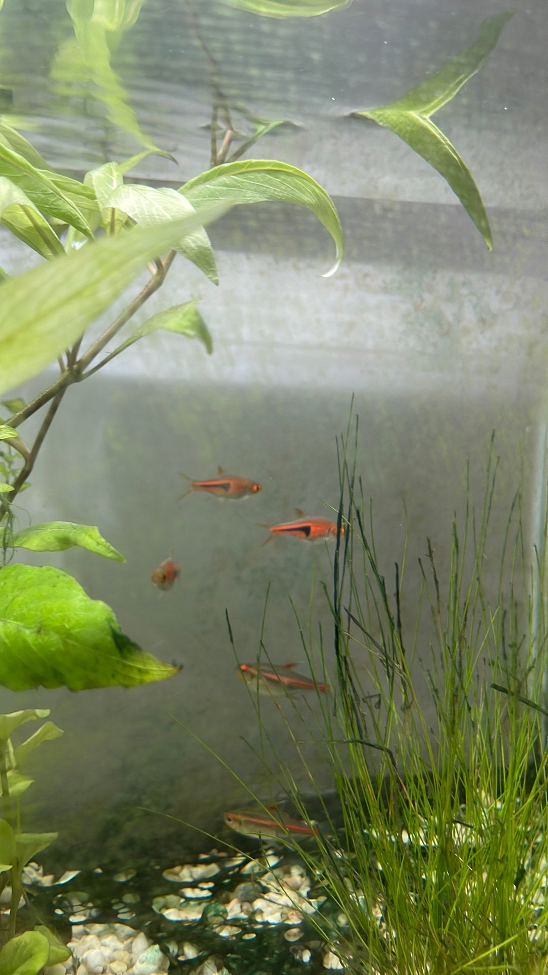 Scholvissen garnalen, Kreeft, Krab of Garnaal
