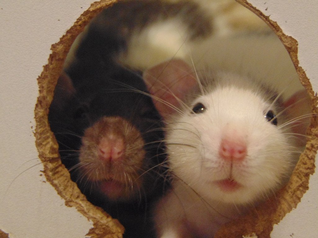 Tamme jonge ratjes in Assen., Dieren en Toebehoren, Knaagdieren, Rat, Juni, Meerdere dieren, Tam