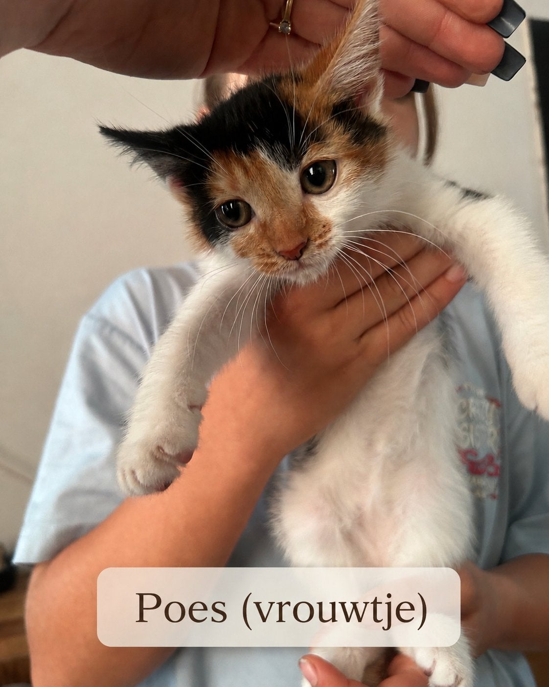 Lief huisje gezocht voot kittens, Dieren en Toebehoren, Katten en Kittens | Overige Katten, Meerdere dieren, Kortharig, 0 tot 2 jaar