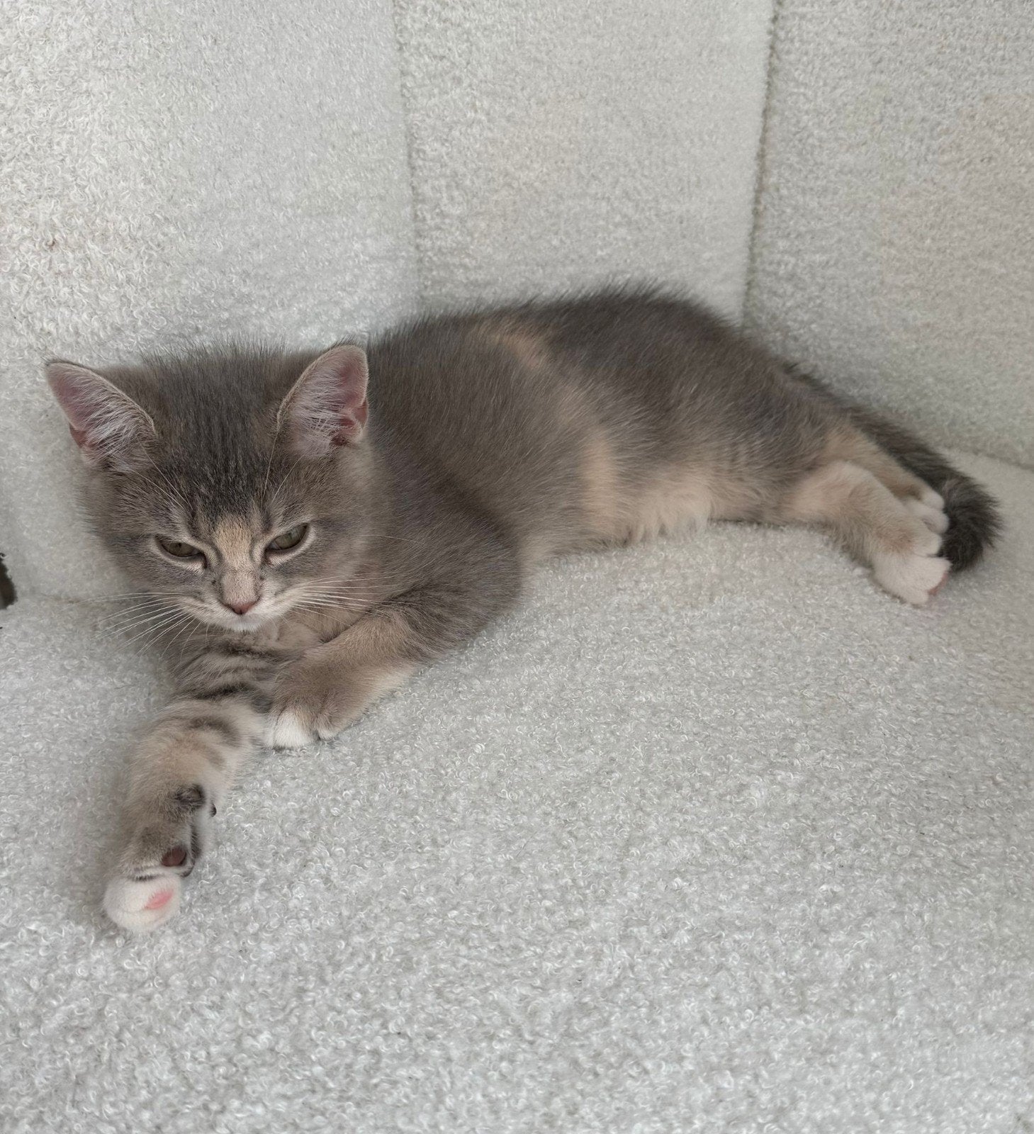 Britse korthaar kittens, Meerdere dieren, Ontwormd, 0 tot 2 jaar