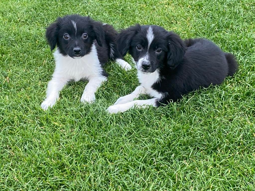 Hele vrolijke en speelse BORDER COLLIE x FRIES STABIJ pups
