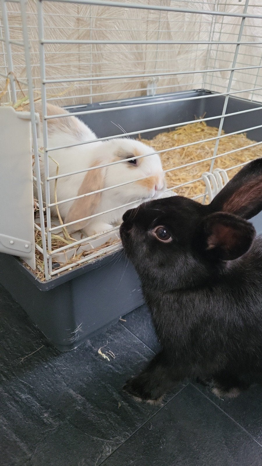 twee mooie konijnen met konijnenhok aangeboden, Dieren en Toebehoren, Meerdere dieren, Klein, 0 tot 2 jaar