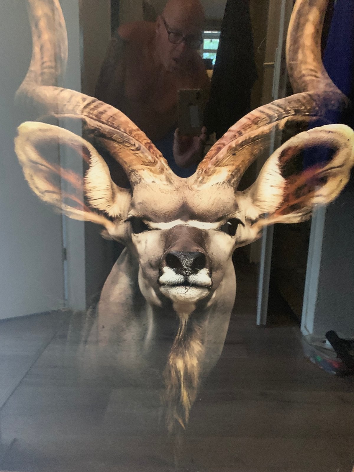 Indrukwekkend Edelhert Schilderij/Foto op Glas, Ophalen, Schilderij, Fotografie