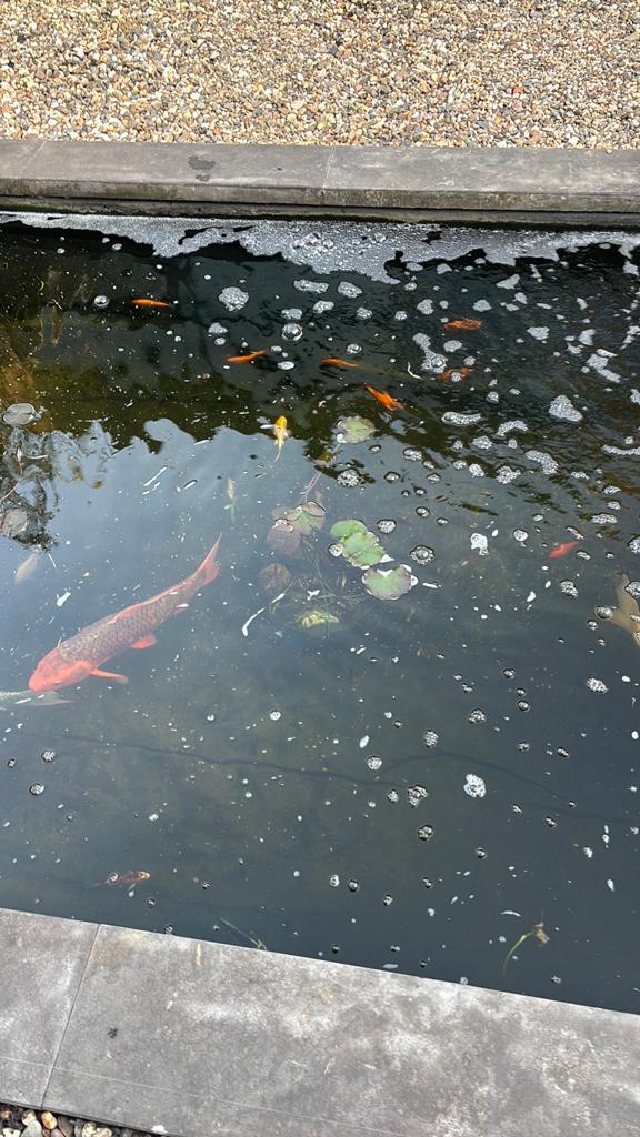 3 waterlelie, Karper of Koi