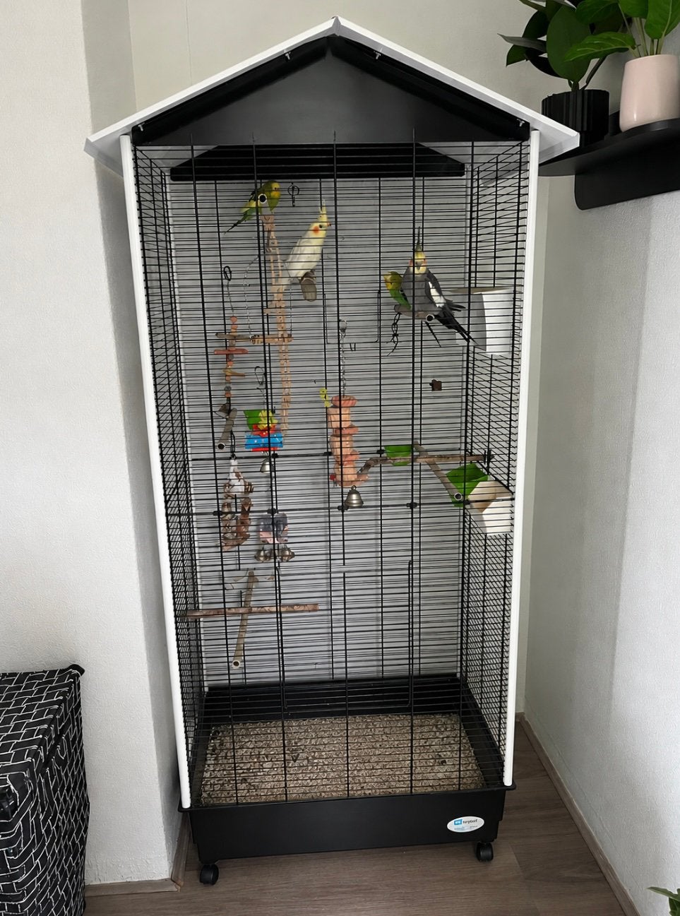 Vogels, Meerdere dieren, Parkiet