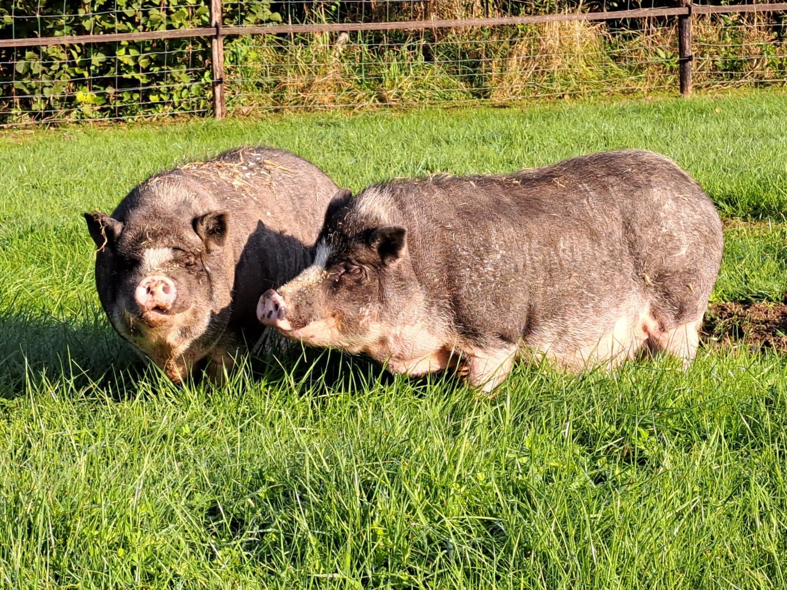 Gezocht: biologisch hooi en stro ( kleine hoeveelheid), Ophalen, Vee