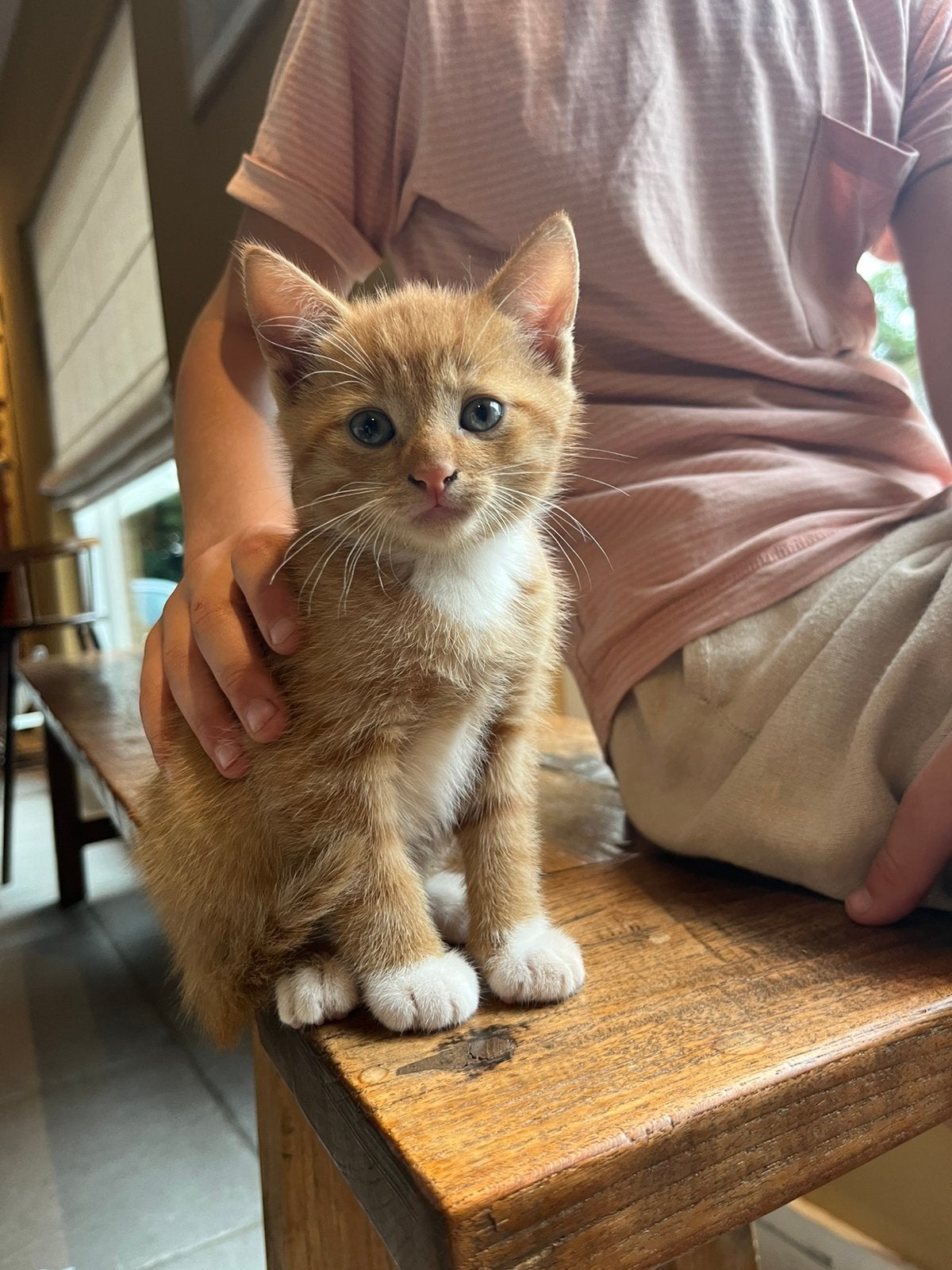 Leuke lieve kittens 7weken oud, Dieren en Toebehoren, Meerdere dieren