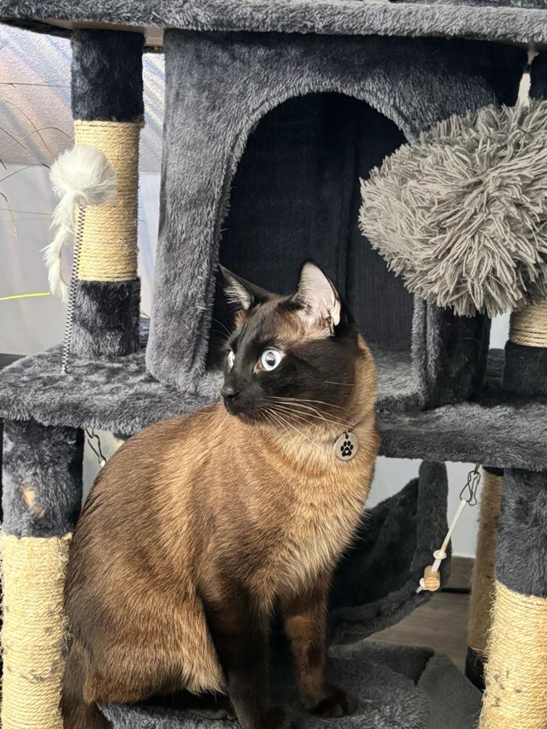 siamees kitten, Poes
