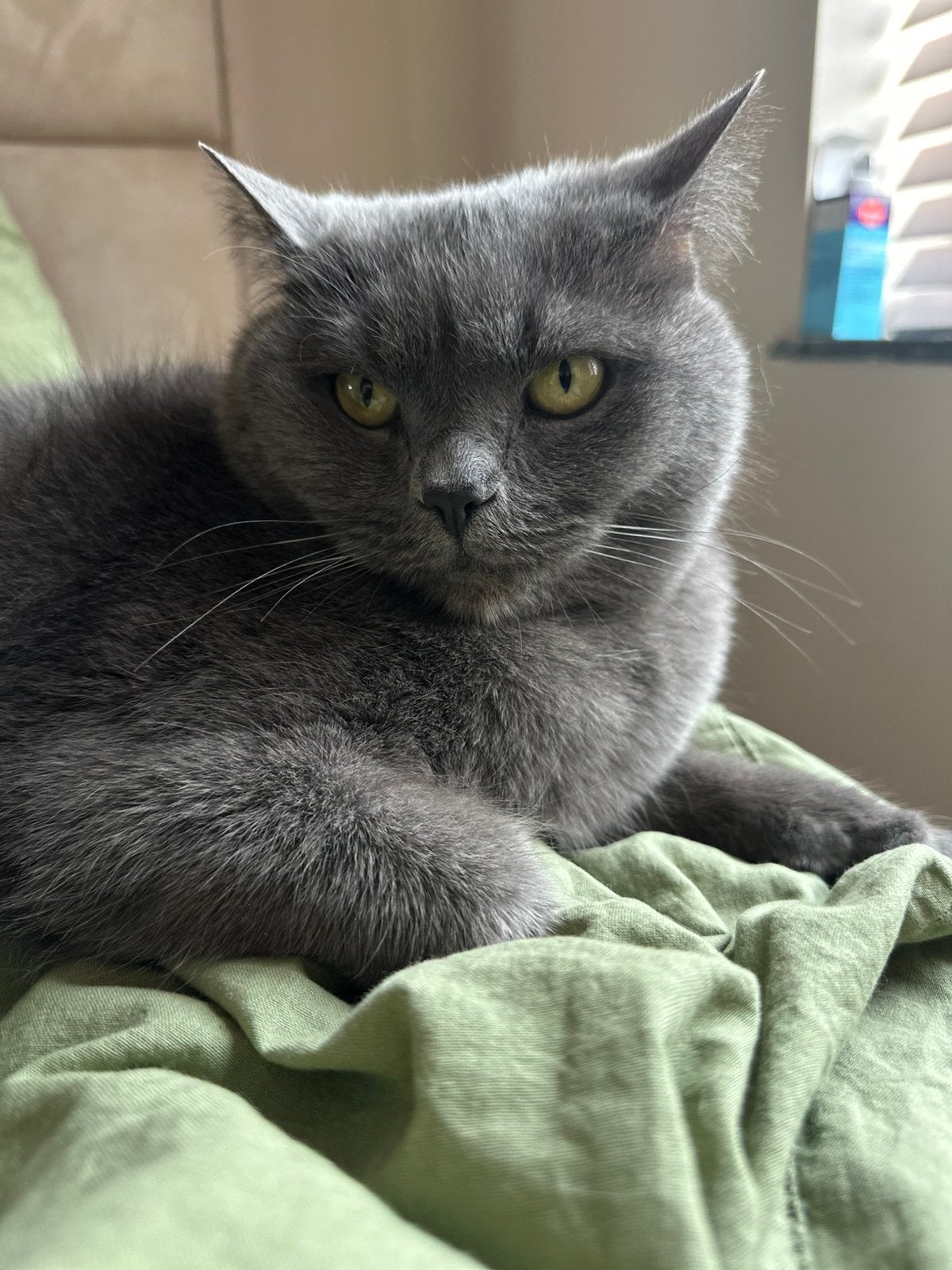 Herplaatsing: Levi (Britse Korthaar/kater), Kater, Gechipt