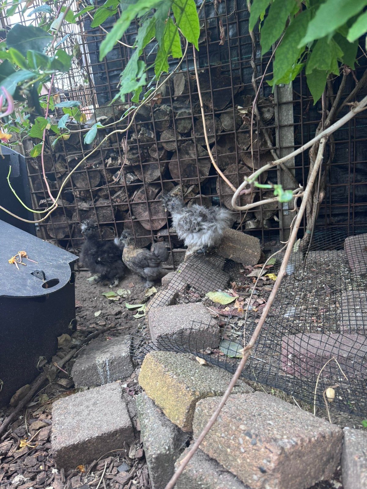 Usa kuikens, Dieren en Toebehoren, Geslacht onbekend, Kip