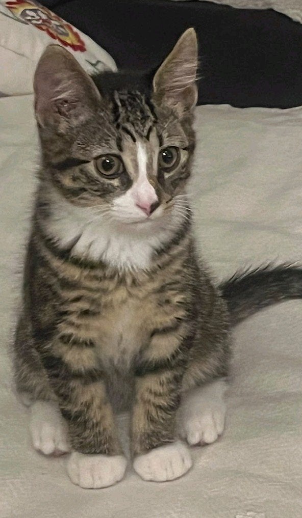 Prachtige kitten, Blauwe rus X Britse korthaar, katertje, Kater, Ontwormd