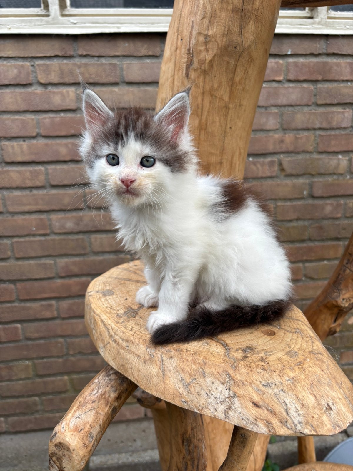 Maine Coon katertjes zoeken 5-sterren huisje, Dieren en Toebehoren, Katten en Kittens | Raskatten | Langhaar, Kater, Met stamboom