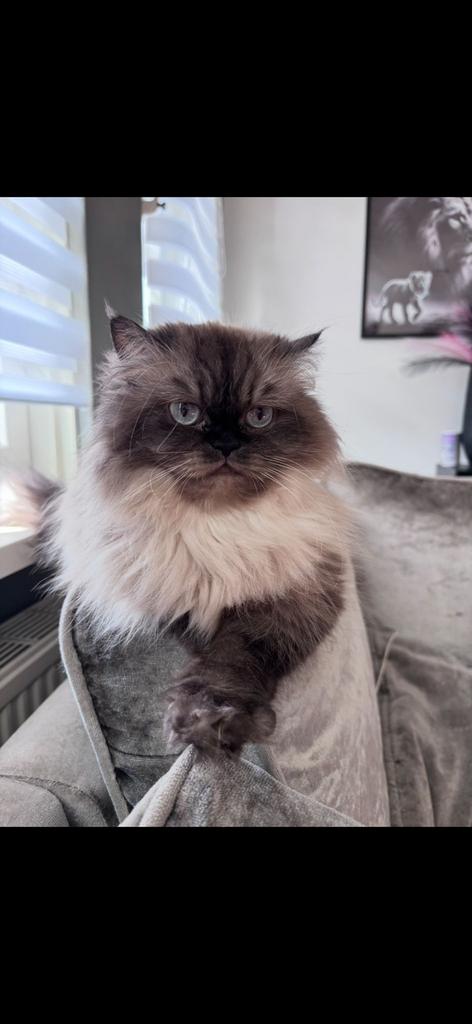 Choco pers, Dieren en Toebehoren, Katten en Kittens | Raskatten | Langhaar, Poes